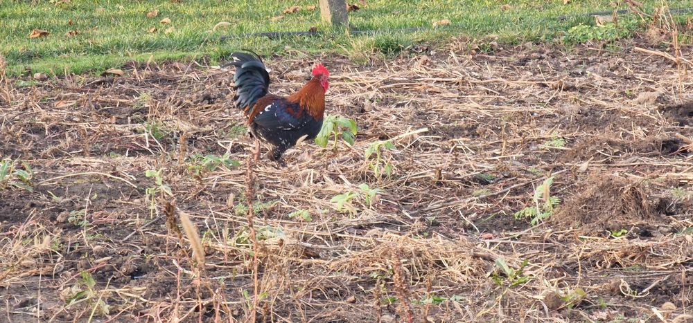 Vand cocosi americani