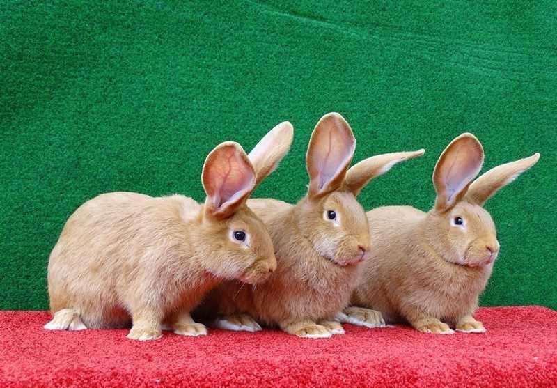 Бургундские кролики  чистопородные (Моряк линия)/Burgun/Quyon/Куен