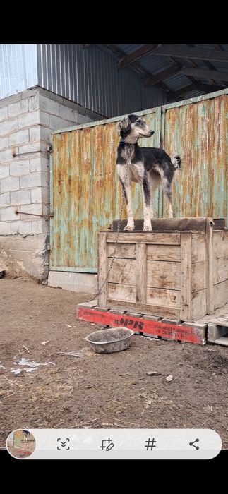 Тазы сатылады  ургашы  11айлык