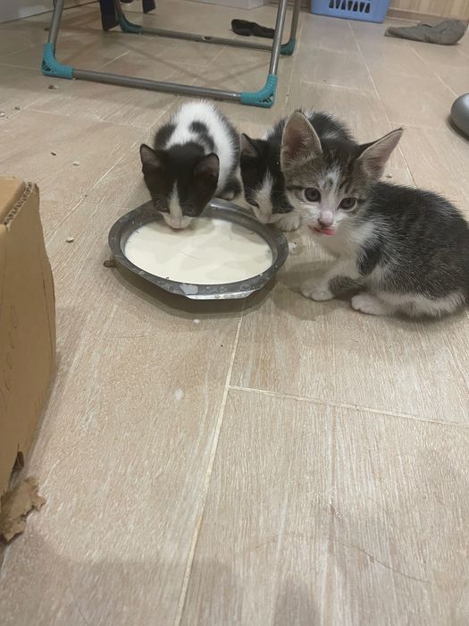 Котята бесплатно