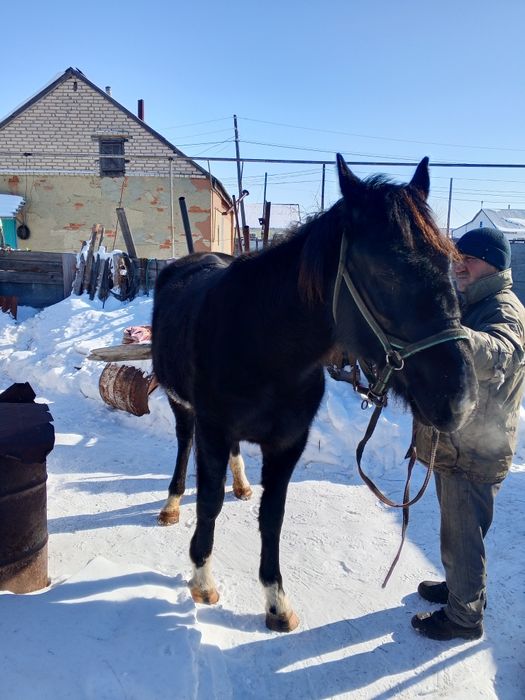 Продам кобылку верхом обученая