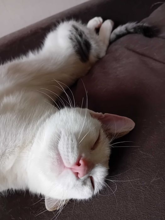 Мъжко коте търси дом