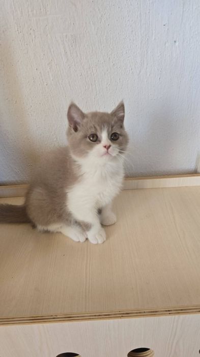 Британски котки късокосмести