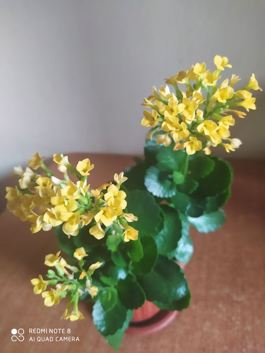 Продам комнатные цветы.