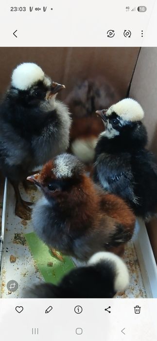 Vând moțate olandeze