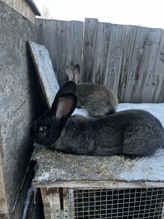 Urias german masculi 1 an