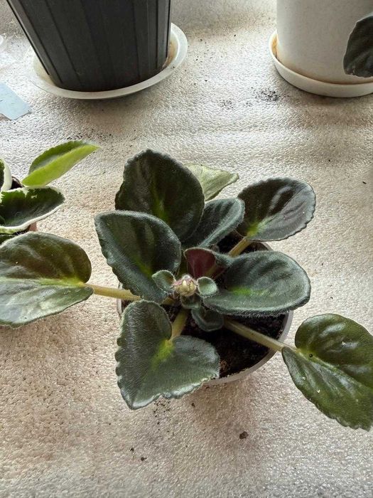 Продам сортовую фиалку