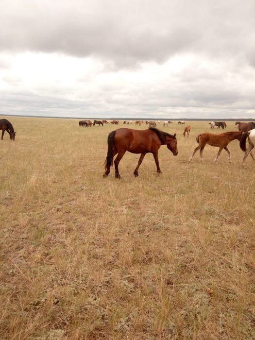 Продам лошадь 2,5лет