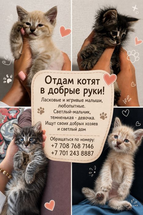 Двое малышей ищют свой дом и любящих хозяев!