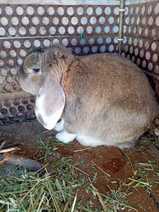 Қойан  қойан  қойан