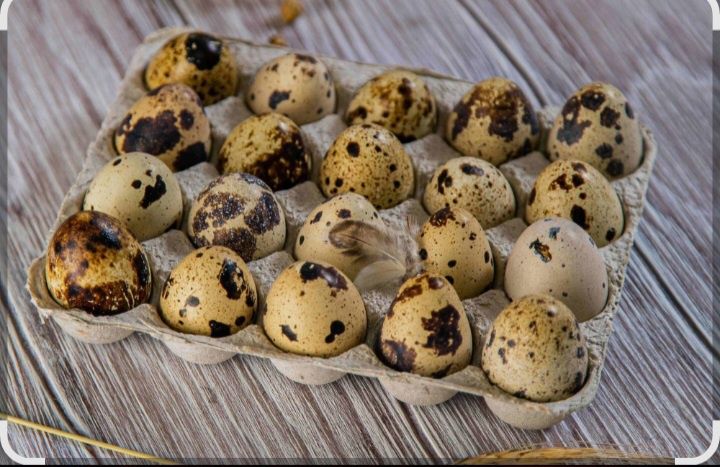 Продам инкубационные перепелиные яйца