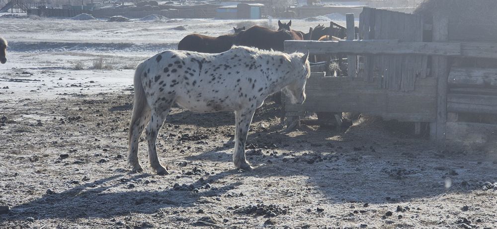 Продам Айгыра (Шубар)