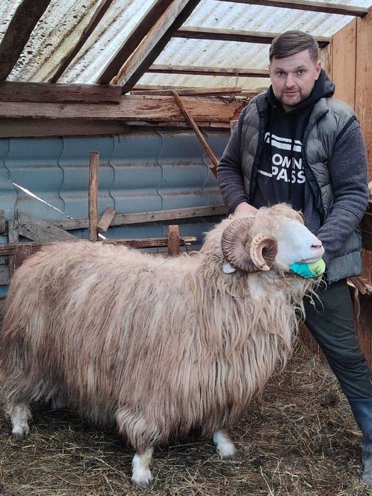 Berbeci băli de vânzare, strămiori!