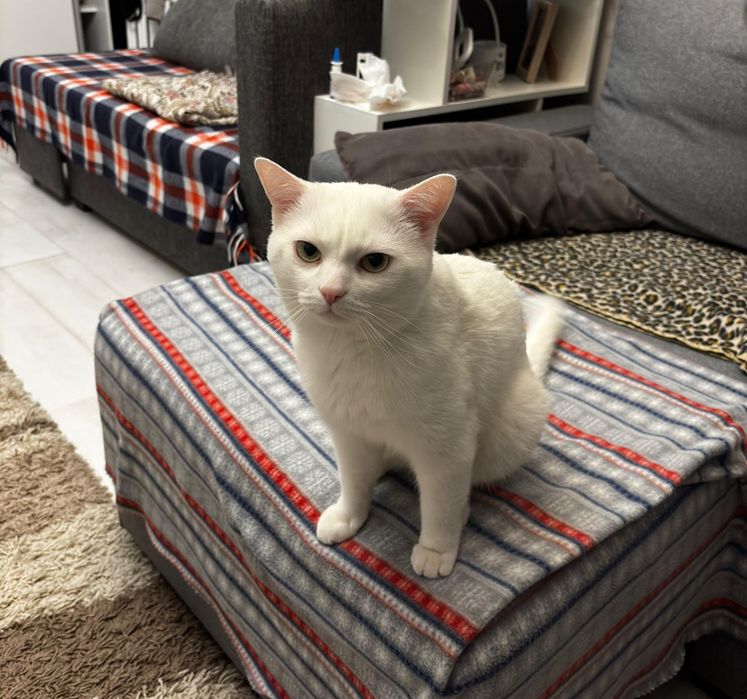 Отдам кота в хорошие руки