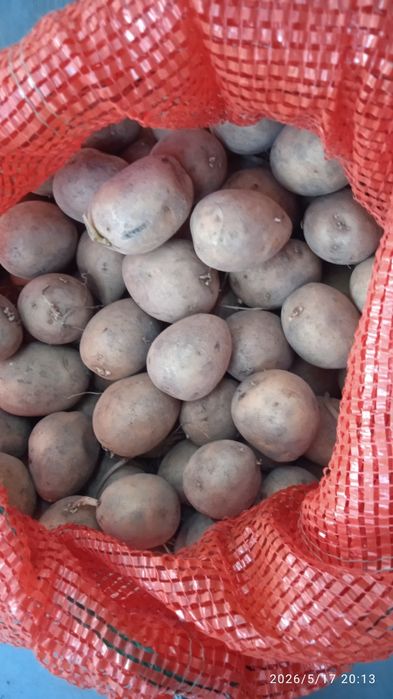 Семенной картофель