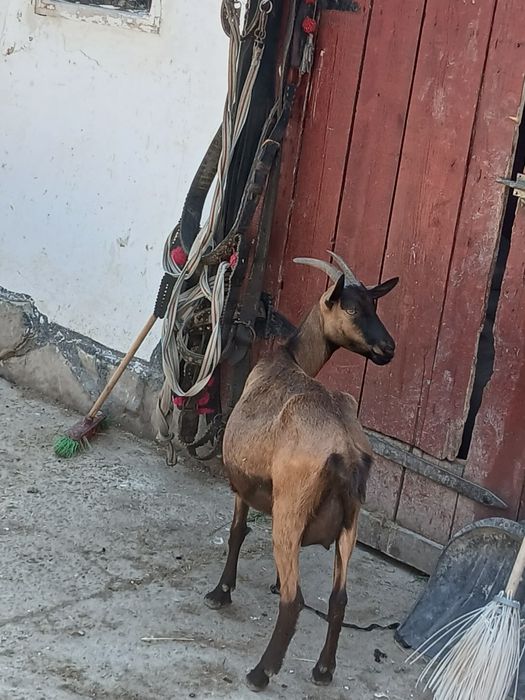 Vând capra la prima fătare