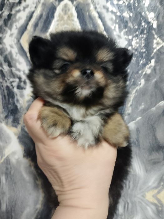 Щенки немецкого. Шпица