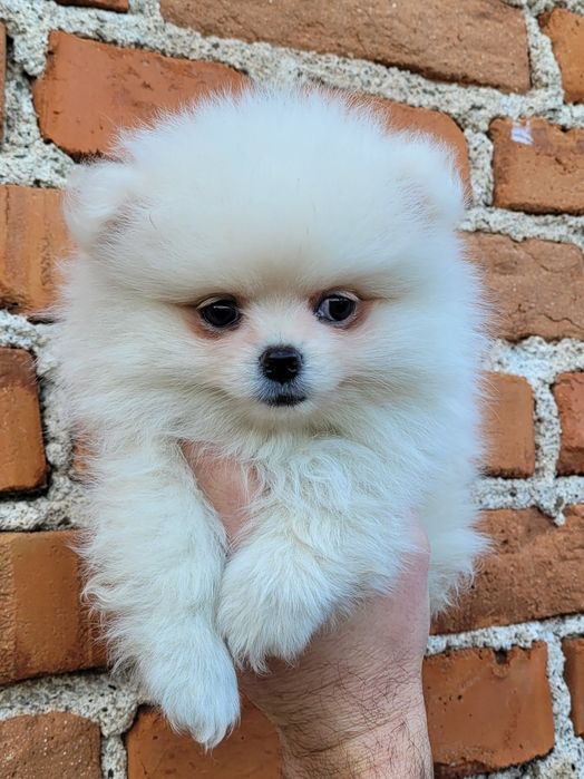 Померан-мини шпиц!!!