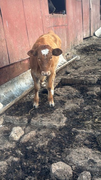 Продам телят и тёлку