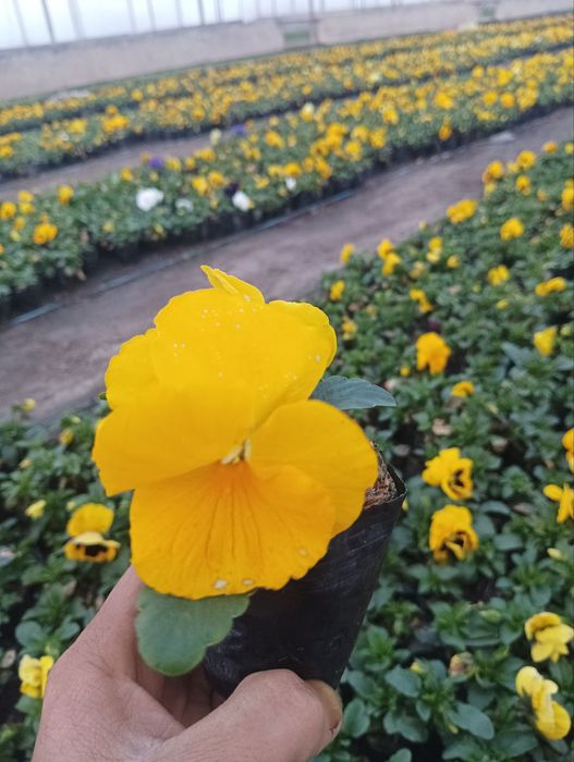 Viola (kapalak gul)