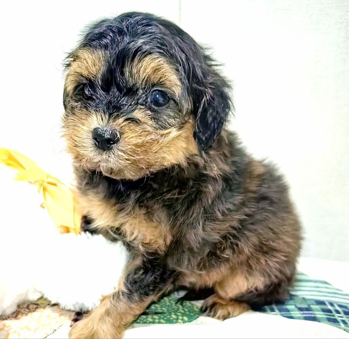 Щенки мальтипу F1 мальчик и девочка