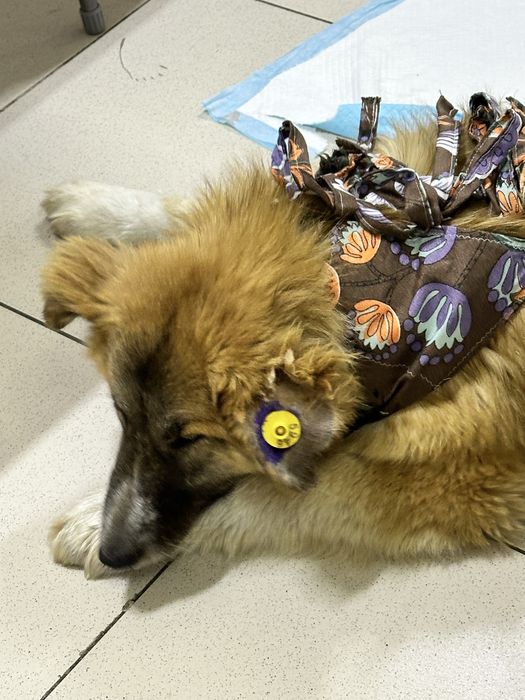 Ищем дом крупной собаке