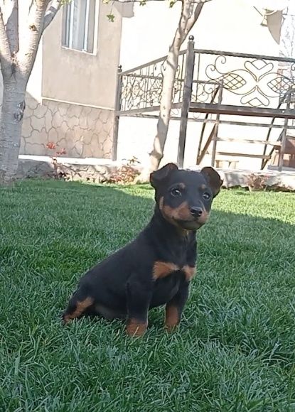 Ягтерьер щенок сатылады