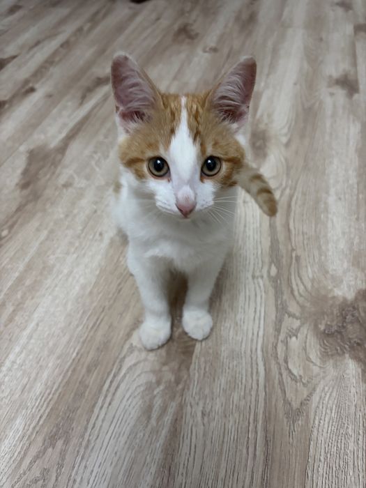Кот,4 месяца,нуждается в доме