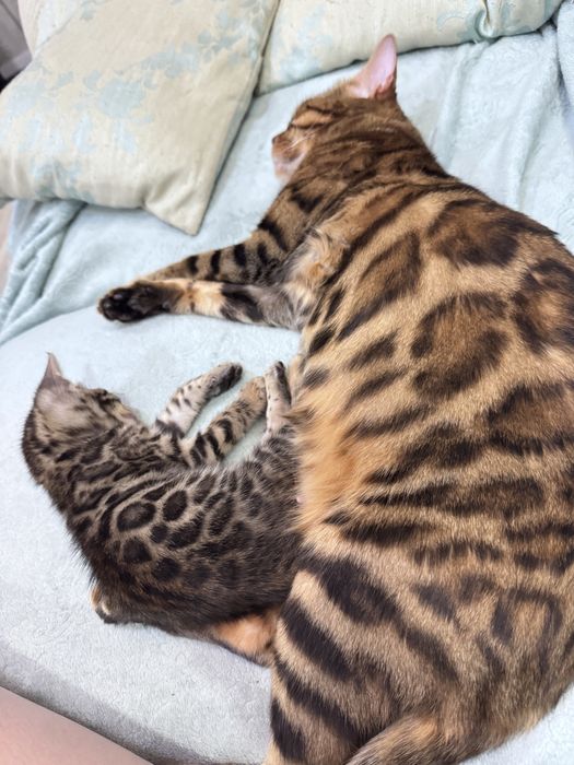 Бенгальский котенок, девочка