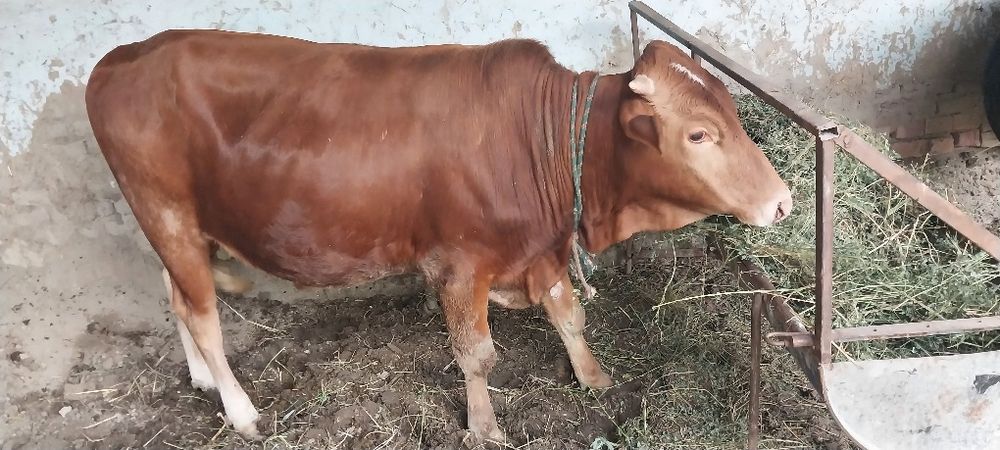 Ona bola sutlik sigirlar va hòkizlar bor