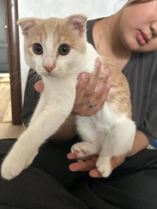 Котенок в добрые руки