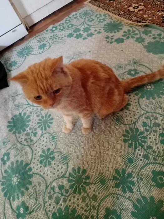 Вислоухие котята