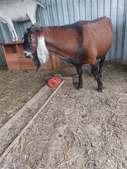 Tap anglo cu acte de origine