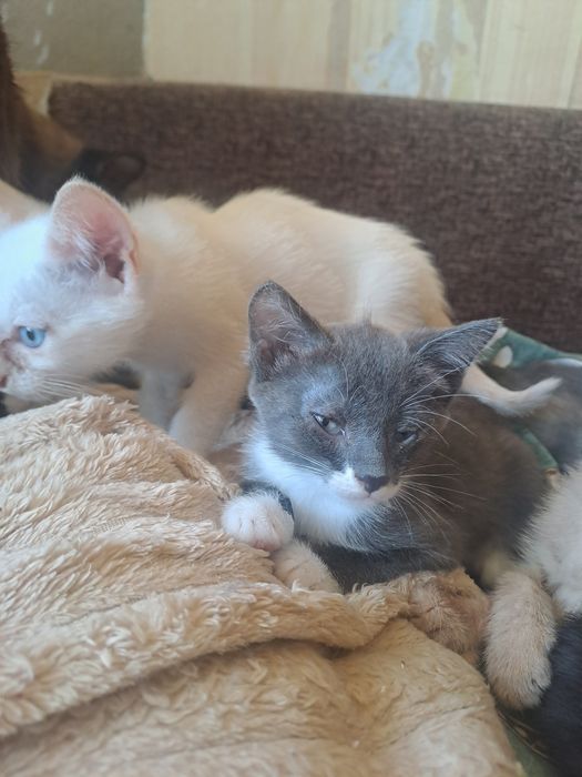 Отдам котят марғаулар