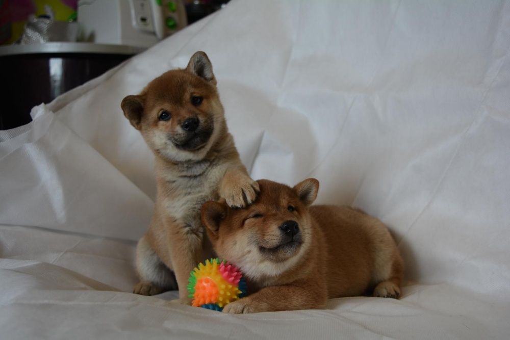 щенки сибы японской