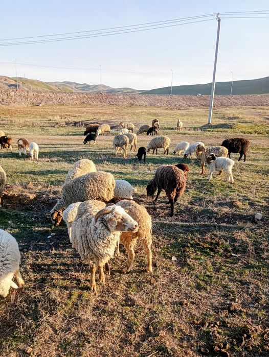 Баран қой ешкі лақ қозы