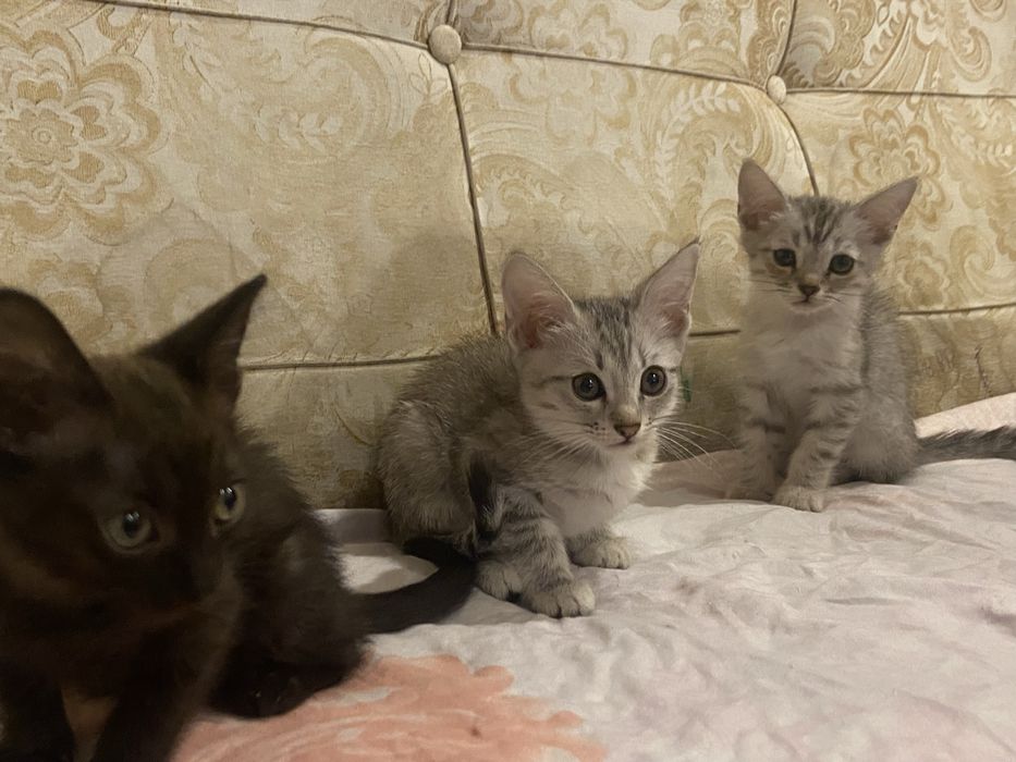 отдам котят в хорошие руки