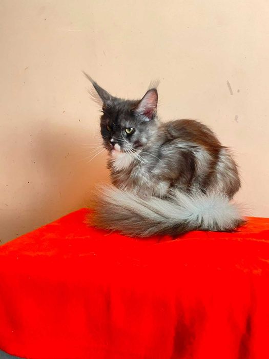 Maine Coon Femelă | BREED ONLY – Pentru un Program de Reproducere Serios