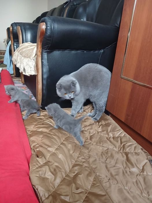 Продаётся котята цена договорная