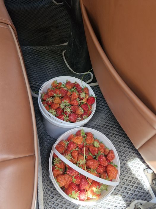 Продам дачную клубнику