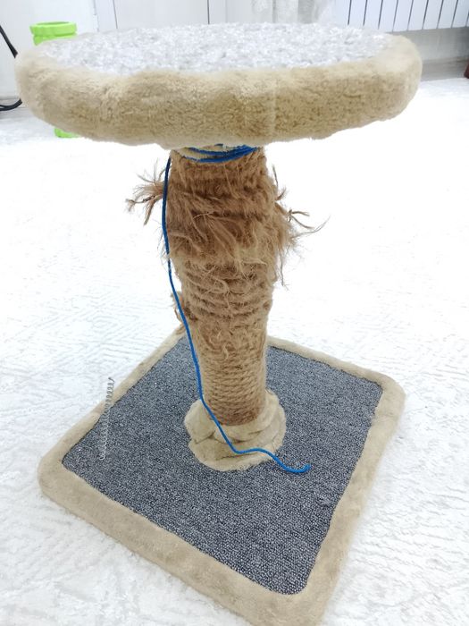 Продам кошку вислоухий