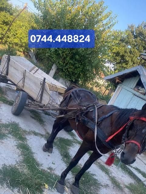 Vând cai de rasă bună