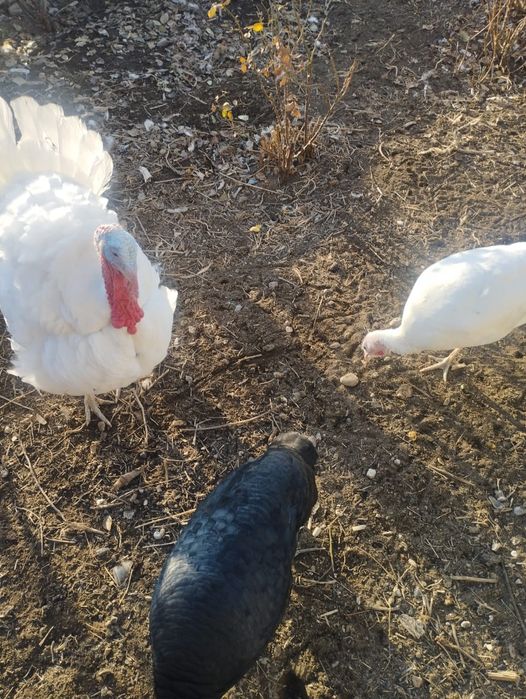 Продаются индюки