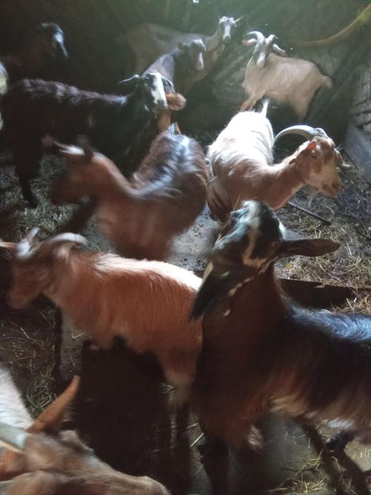 Vând 6 capre cu 6 iezi și un tap