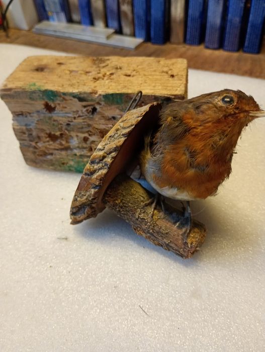 Păsări  împăiate