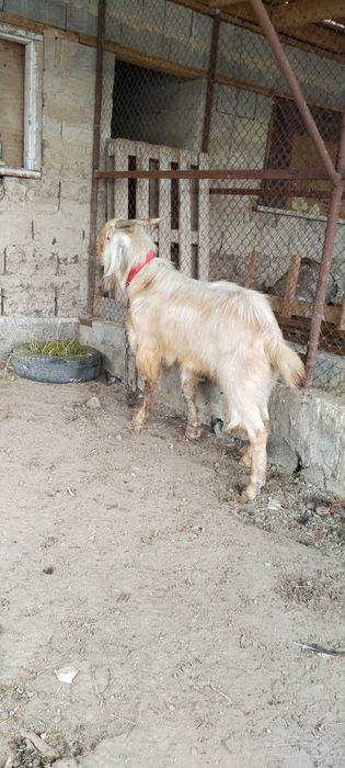 Теке сатылады, пародистый!
