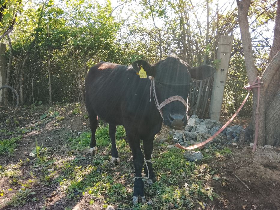 Тана сатылады ұргашы