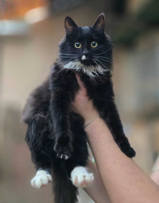 Котёнок, 6 месяцев