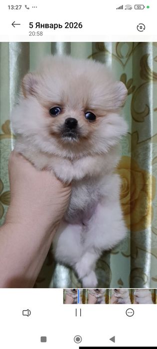 Щенки шпица мини