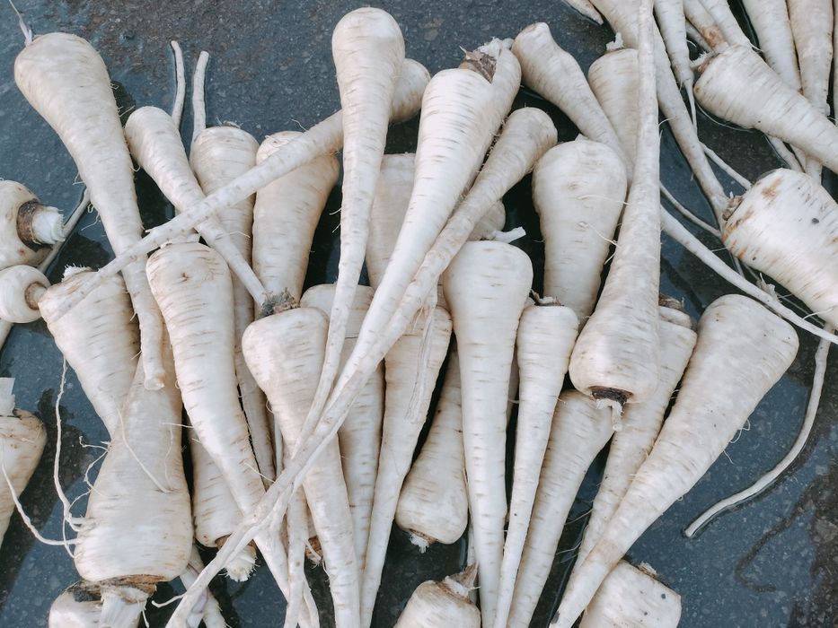 Păstârnac de vanzare